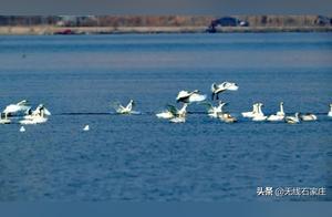 White Swans Arrive at Hutuo River, Early Spring Scenery Like a Painting