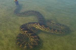 Giant, Non-Venomous Snake of South America – Yellow Water Snake (E. notaeus) – Almost No Predators After Maturity