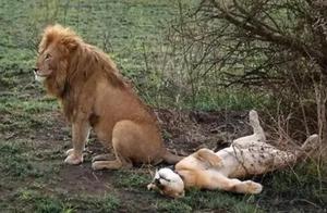 Why Do Animals Only Mate During Their Breeding Season, While Humans Can Mate Anytime?