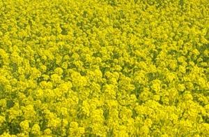 You don't need to go far to see blooming rapeseed flowers; you can see them on the road to 'Zhongshan Guo' (Zhongshan Country). It's the right time now.