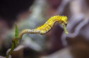 Cute Seahorses