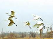 White Egrets Soar in Zhangye National Wetland Park