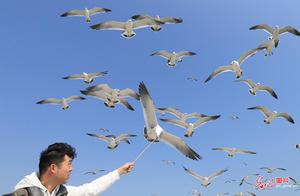 Rongcheng Welcomes the Gull Season