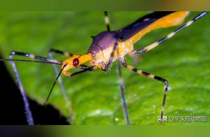 Rare Insects: The Hunter Wasp