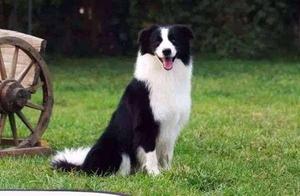 Top 10 Smartest Dogs – Border Collies Take the Lead! Which One Do You Like Best?