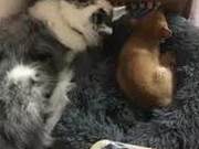 ShiBai's inflamed ears, the whole family accompanies her wearing an Elizabeth collar...