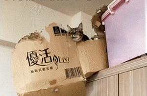 Snowflakes Falling at Home: One Pushing, One Tearing - It's a 'Two Shiba Cat' Situation!