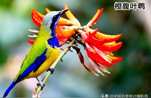 China has 31 Species of Woodswallows for Appreciation and Identification