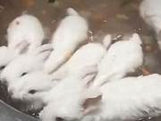 Owner Gave Rabbits a Tub to Bathe, and Also Added Some Vegetables: How Do They Feel Hungry?