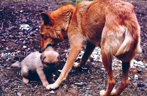 Why Do Dogs Become Motionless When Flesh Behind Their Neck Is Pinched? 5 Reasons!