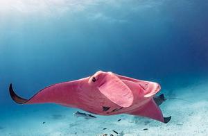 Magical Devilfish Spotted in Australian Waters: Rare and Romantic Pink Color Captivates Internet Users