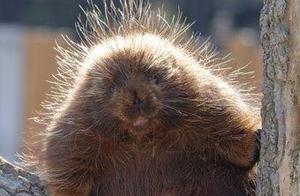 Adorable Hedgehog Baby - Spines Not Formed, Extremely Cute But Do Not Keep as a Pet