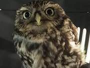Owl Found Unable to Fly, Turns Out to Be Overweight