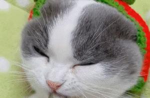 Little Kitten Eats Fish Sticks, Holding Them in Its Paws and Biting, Eyes Half-Closed, Making a Bloody Cute Face
