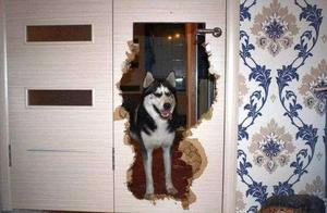 5 Dog Breeds That Are Difficult to Handle: Are You 'Shot'?