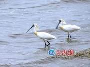 Black-faced Spoonbills Reappear in Xiamen (Photo)