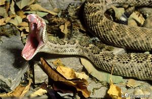 Top 10 Most Venomous Snakes, First Place Causes Injury But Still Protected by Local Laws