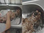 Dog Lying in Bathtub Taking a Bath – Its Warm Eyes Reveal the Truth
