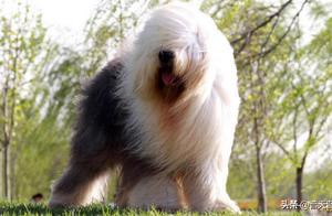 Top 10 Famous Pet Dogs!