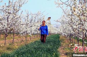 Houma, Shanxi: Pear Blossoms in Full Bloom – A Snow-Like Spring Landscape of Pastoral Beauty