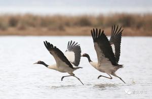 Black-necked Cranes Gradually Migrate North... See You in Caosha!