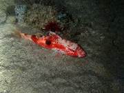 Water-Captured Sea Fish (133): Sheep Fish (6) - Koi Patterned Sheep Fish (Dolphin Bay)