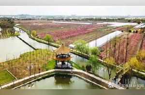 Spring Abounds in Jiangnan: Crimson Peach Blossoms and Golden Rape Flowers