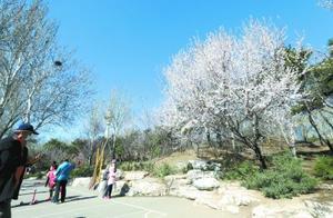 Yuzhuantan Park Develops Emergency Plan for Cherry Blossom Viewing Season; Entry Paused When Visitors Reach 30% Capacity