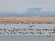Hengshui Lake Attracts Thousands of Migratory Birds for Play