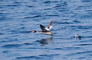 Two Beautiful Little Fairies Appear at Changchun Tongxin Lake – Mandarin Ducks