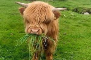 Cute Calf Baby Eating Grass, Even Though Its Head Is Covered by Hair, It Cannot Hide Its Cuteness