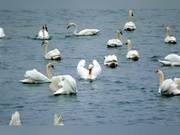 Migratory Swans Arrive Early in Lingqiu