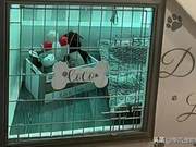 Luxury Suites in the Pet World! Netizens: ‘It’s Better Than Humans, Even Dogs Have Better Houses Than Me!’