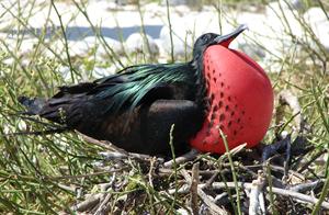 Fastest Bird in the World? Speed Reaching 418 km/h, Almost No Natural Predators After Adulthood