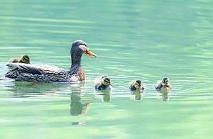 Linyin Lake Park, the First Nest of Wild Green-Headed Ducks Has Been Established!