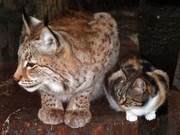 A Stray Cat Enters the Zoo, But the Fierce Beast Doesn't Harm It – Truly Incredible!