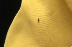Wow! Unknown Small Flying Insects Flood Friend Circles! Especially Fond of These Two Colors...