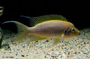 Original ‘Daffodil’ - Yellow-Winged Peacock Bass
