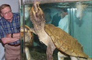Swamp Monster: Collecting Giant Crocodiles Captured by Foreign Authorities, So Addictive
