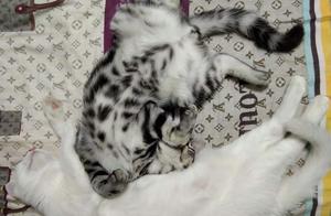 Cat Grass vs. De-shedding Cream?