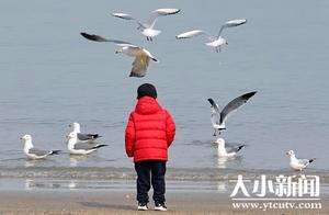 Photo Gallery: Yantai Temperatures Rise, Seagulls Gather on Beaches and Interact with Humans