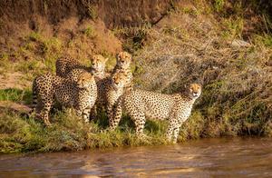 There are crocodiles in the river, the cheetah crossing the river is extremely alarming, and they become grim when halfway through swimming.