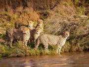 There are Crocodiles in the River, But the Cheetah Crosses Bravely: The Boss Lied, Expressions Are Hilariously Funny!