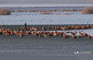 Gansu Minshen Stone Sheep River National Wetland Park: Migratory Waterbirds Play the ‘Spring Love Song’