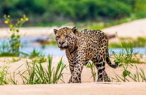 With a Bite Force of 1250 Pounds, Real Footage Shows Jaguar 'Knocks Out' Caiman, Teeth Gripping Neck