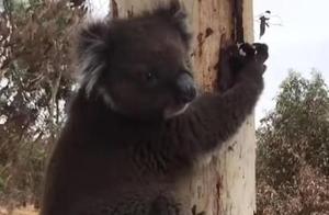 Rescued Koala Returned to the Wild, Hesitant Expression: 'No Longer Has a Home'