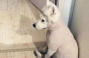 Woman Feels Sorry After Shaving Her Samoyed's Fur