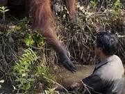 Red Orangutans Witness Man 'Submerged' in River, Reach Out to Help