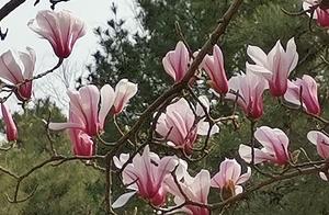 Yu Lan Flower Blooms in Quancheng Park