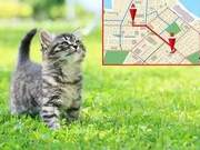 Why Cats Don't Get Lost